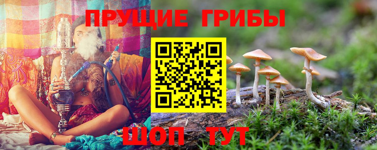 Алексеевка  Псилоцибиновые грибы Psilocybine cubensis  Вход с VPN 